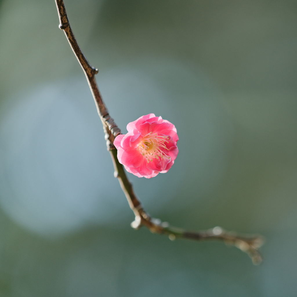 Madame Butterfly