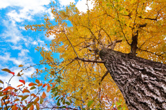 Piano Sonata No 11 KV331