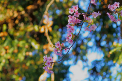 河津桜