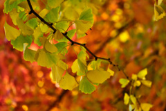 Tout tout pour ma chérie