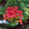 Blossom