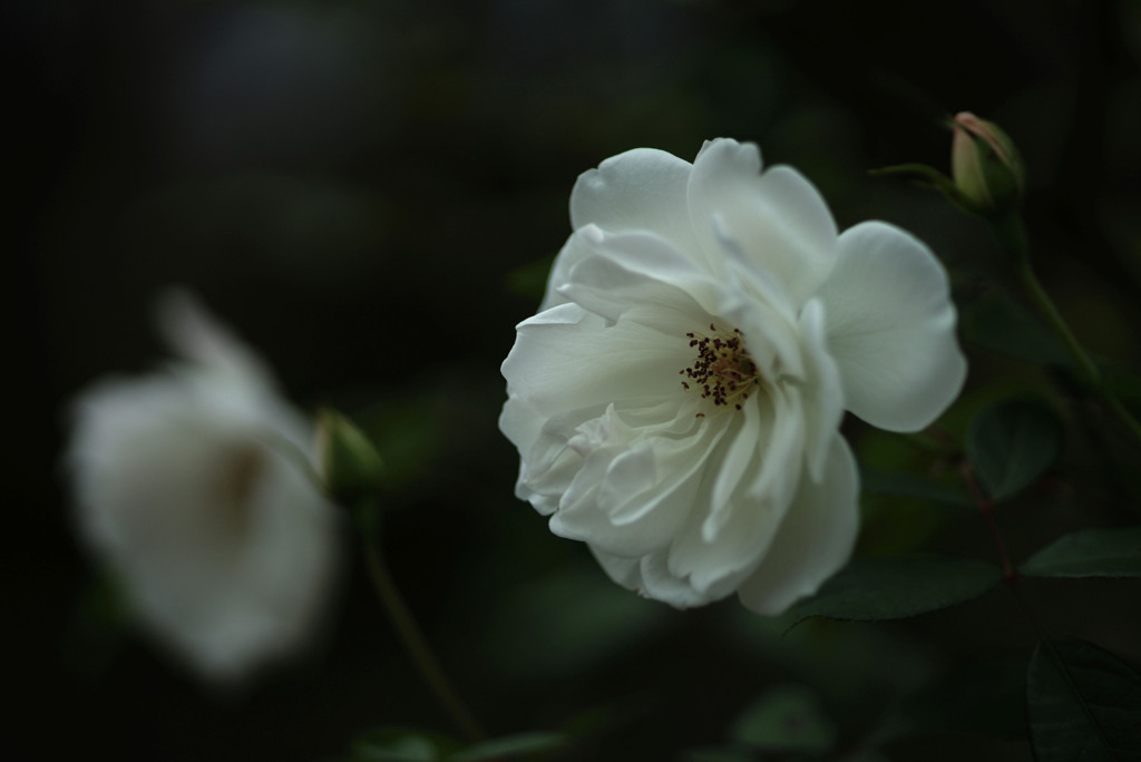 La Vie en rose