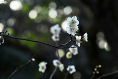 白梅