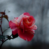 薔薇（ポール・ゴーギャン）