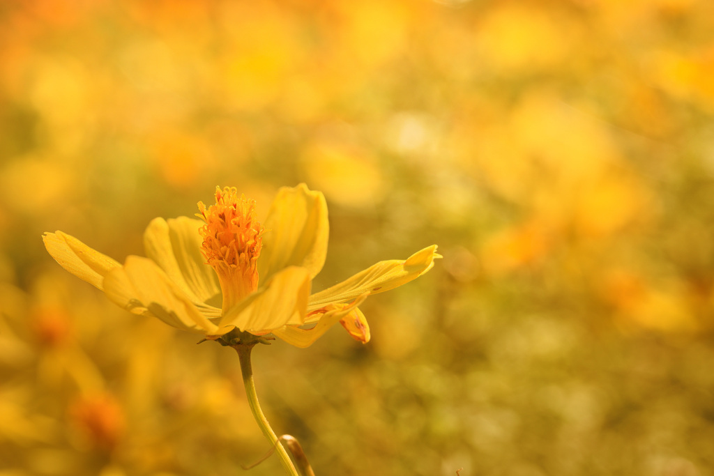 恋のナックルボール