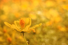 恋のナックルボール