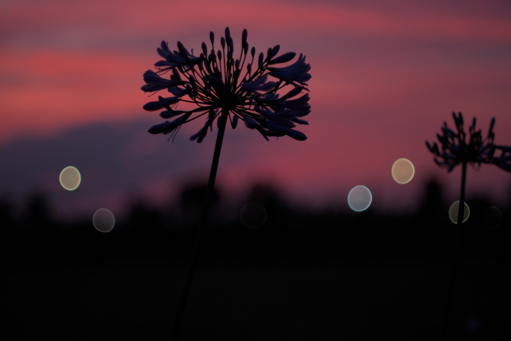 Summer Night