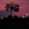 Summer Night