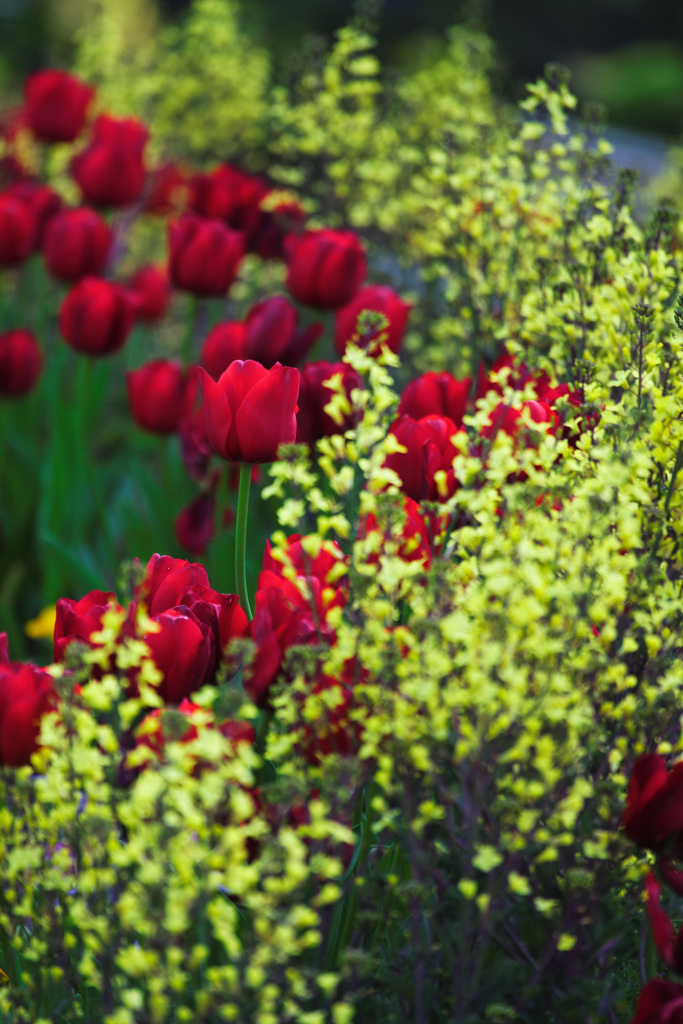 Flower Bed