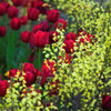Flower Bed