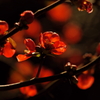 木瓜（ボケ）