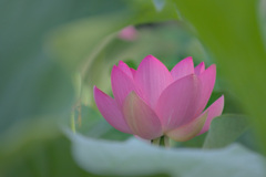 Lotus Position