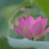 Lotus Position