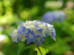 紫陽花