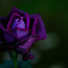 薔薇 （イントゥリーク）