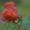 薔薇（ホットココア）