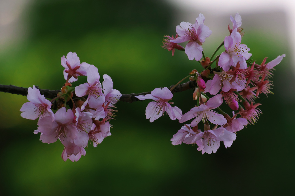 河津桜