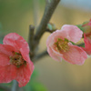 木瓜