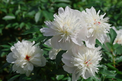 シャクヤク（芍薬）