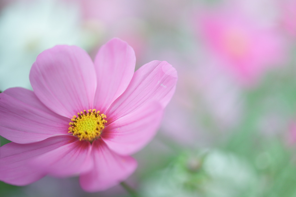 グッバイコスモス