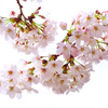 Flowers Never Bend with the Rainfall