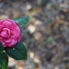 Secret Garden
