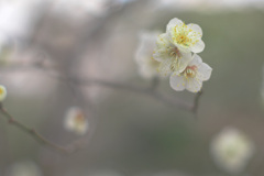 白梅