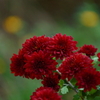 八重小菊