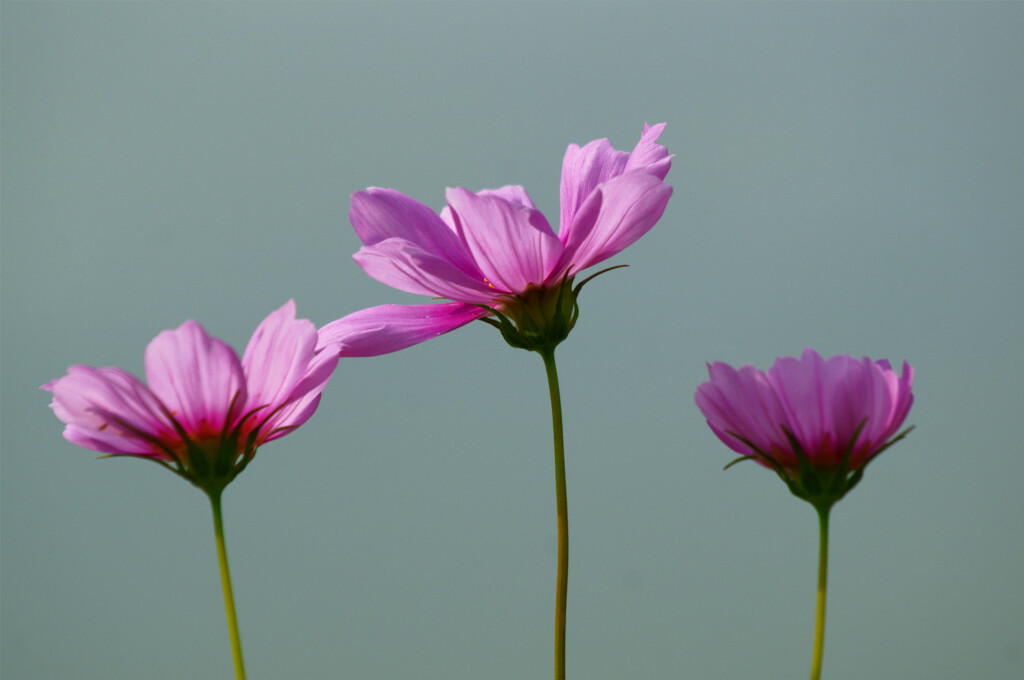 コスモス（秋桜）