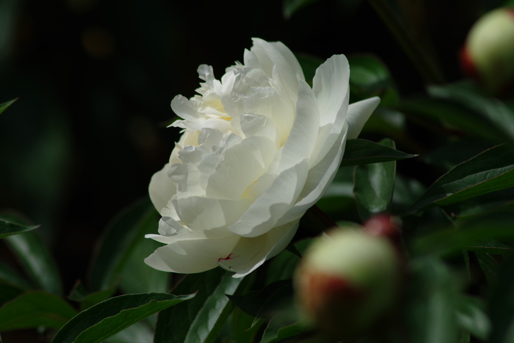 シャクヤク（芍薬）