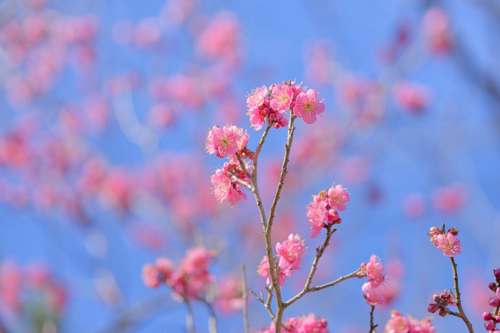 You Must Believe in Spring