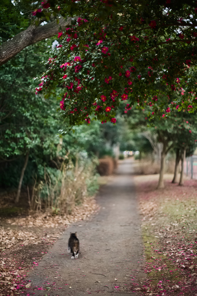 Walk This Way