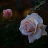 薔薇
