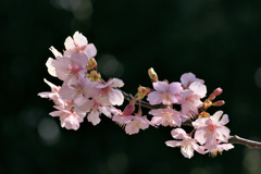 河津桜