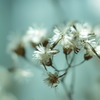 Light as a Feather
