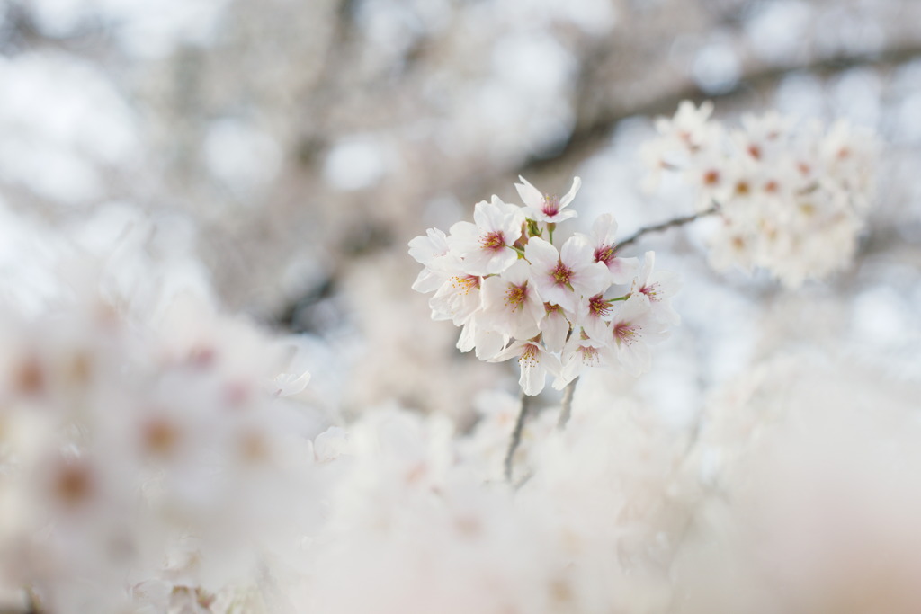 White Room ②