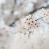 White Room ②
