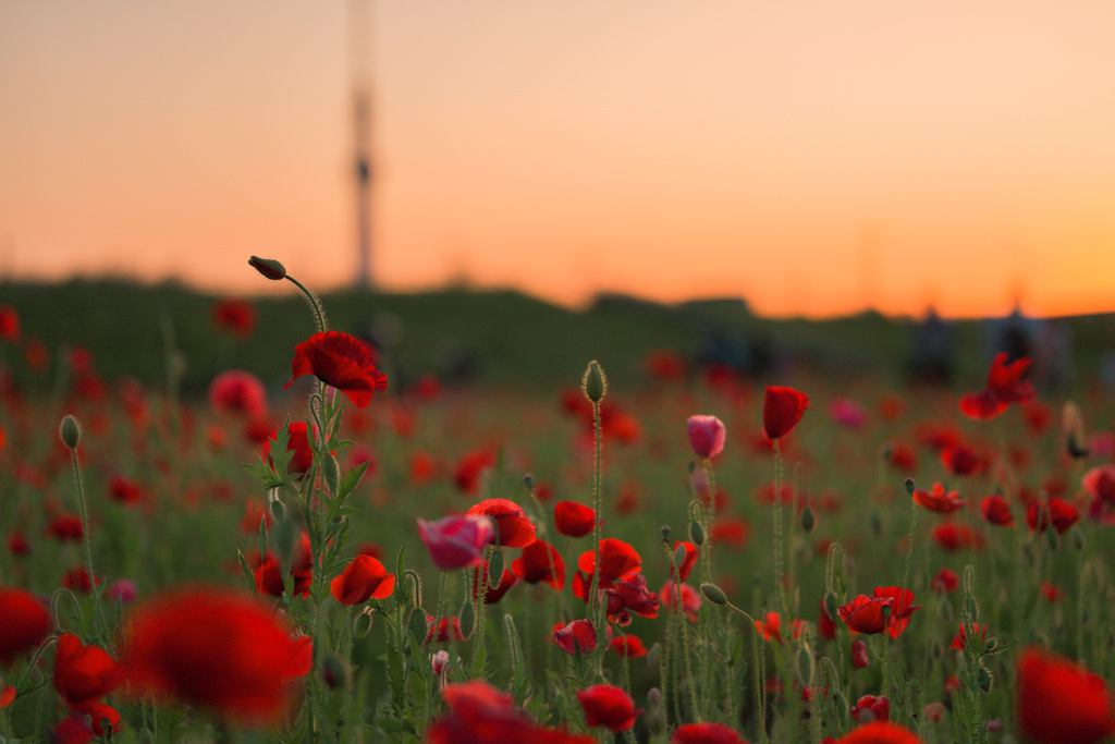 Evening Falls