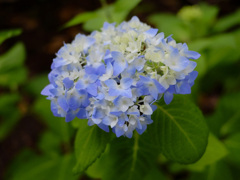 紫陽花