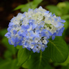 紫陽花