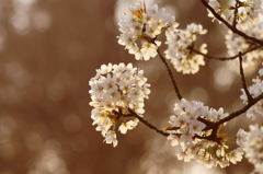 桜（ソメイヨシノ）