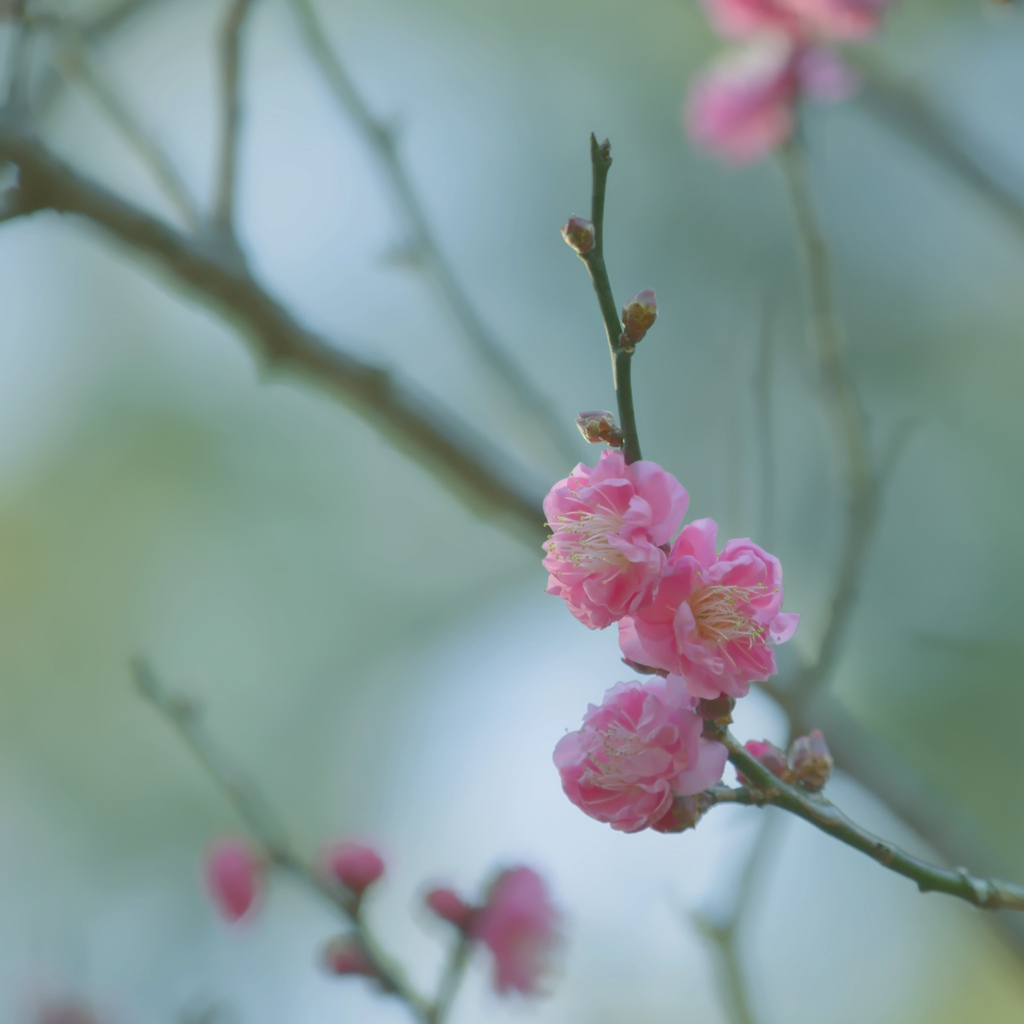 Plumed Bird ②