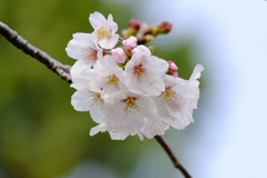 桜（ソメイヨシノ）