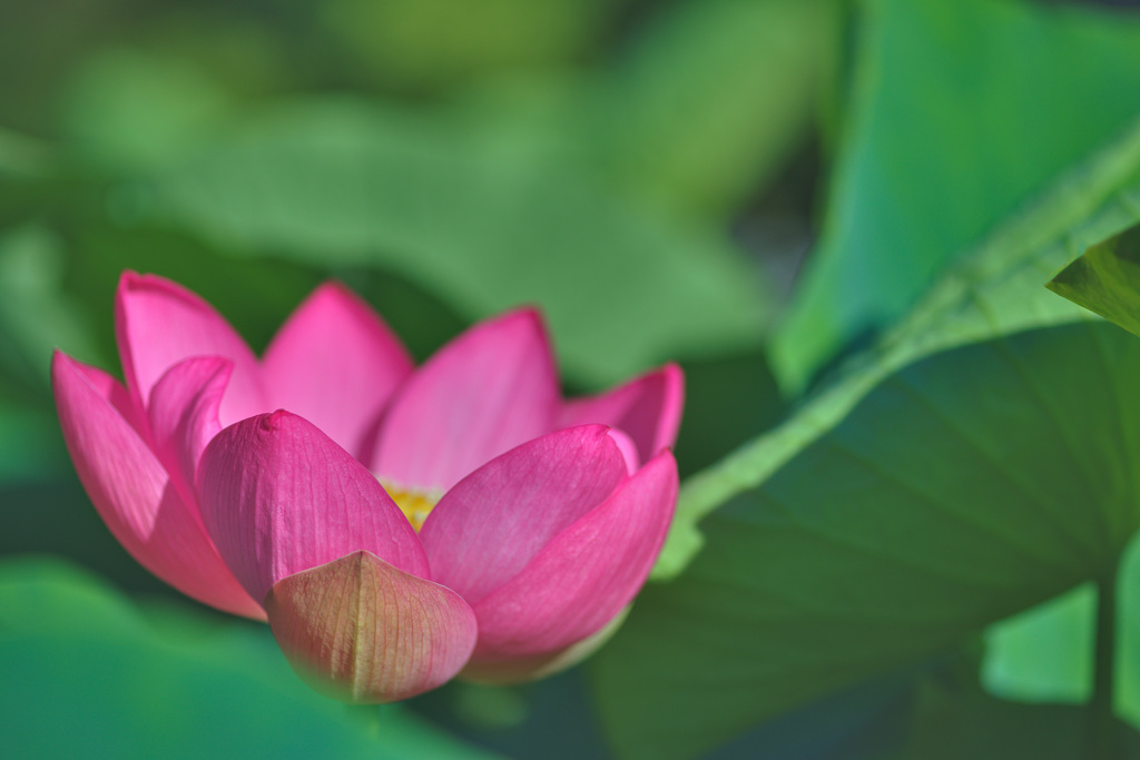 Lotus Blossom