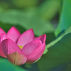 Lotus Blossom
