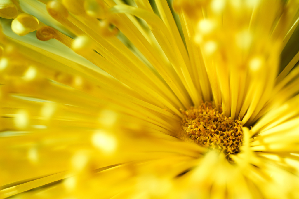 Rolling Thunder Revue