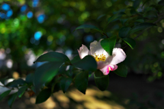 サザンカ（山茶花）