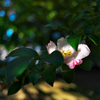 サザンカ（山茶花）