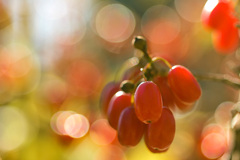 Rock Around the Clock