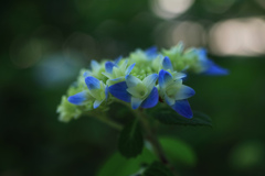 紫陽花